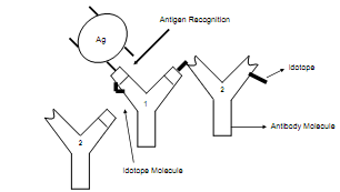 347_Response of Immune Network Model to Non-self Antigens.png